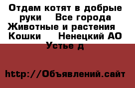 Отдам котят в добрые руки. - Все города Животные и растения » Кошки   . Ненецкий АО,Устье д.